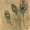 Metallic Peacock Feathers Poster Print by Arnie Fisk - Item # VARPDX011FIS1267